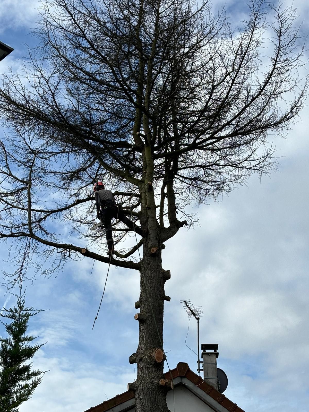 Élagueur encordé en haut d'un pin
