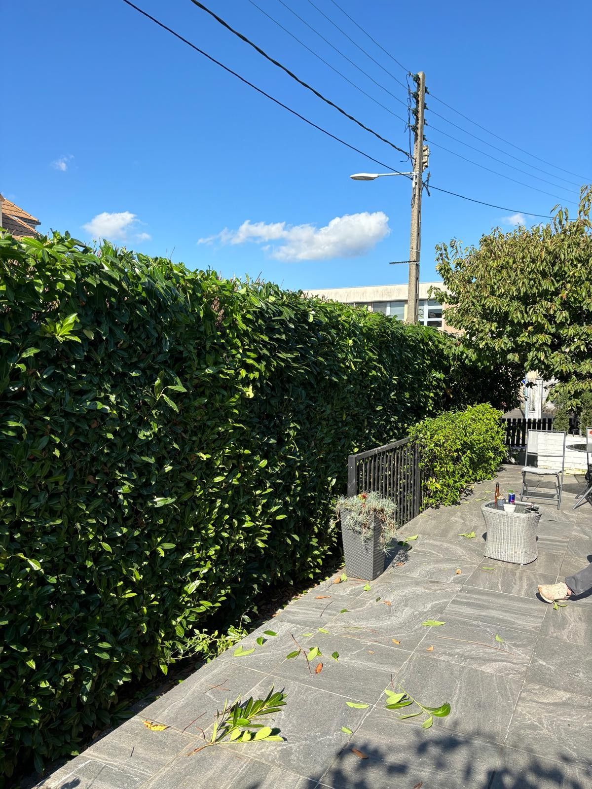 Haie de laurier fraîchement taillée le long d'une terrasse