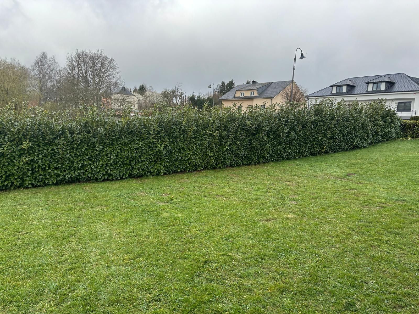 Pelouse tondue et haie taillée après entretien
